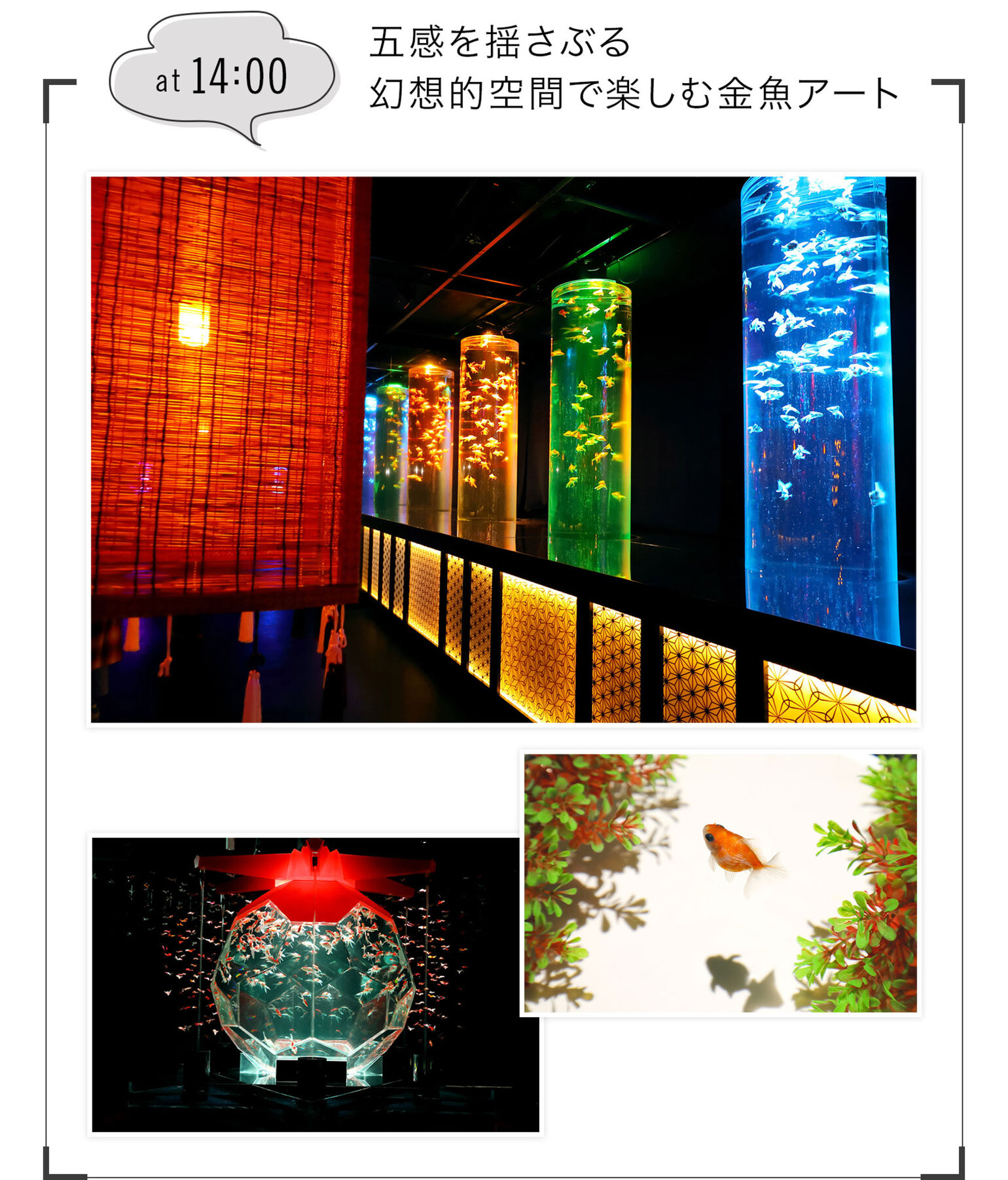 五感を揺さぶる幻想的空間で楽しむ金魚アート
